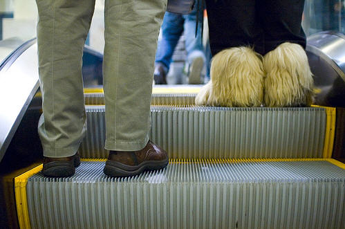  Escalator vs. Shoe 