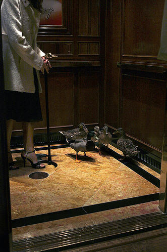 Elevator Passengers - Happy Elevator Passengers - Happy